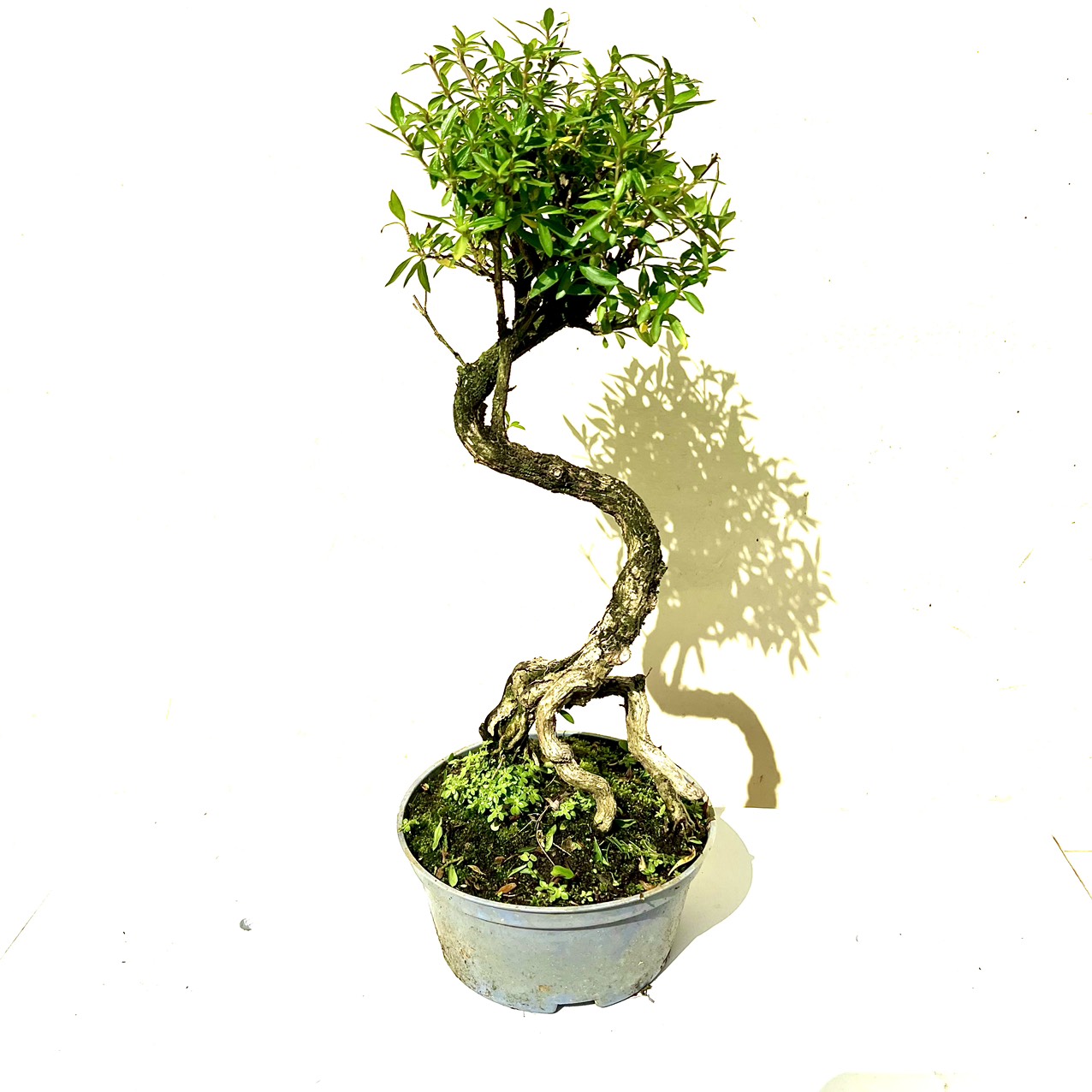 Cây tài lộc bonsai mini