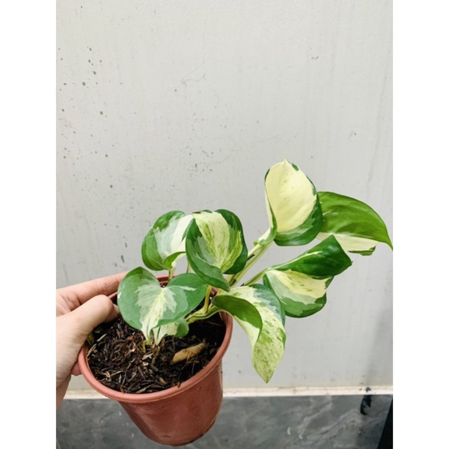 Chậu trầu bà Epipremnum aureum Manjula/ Majula photos