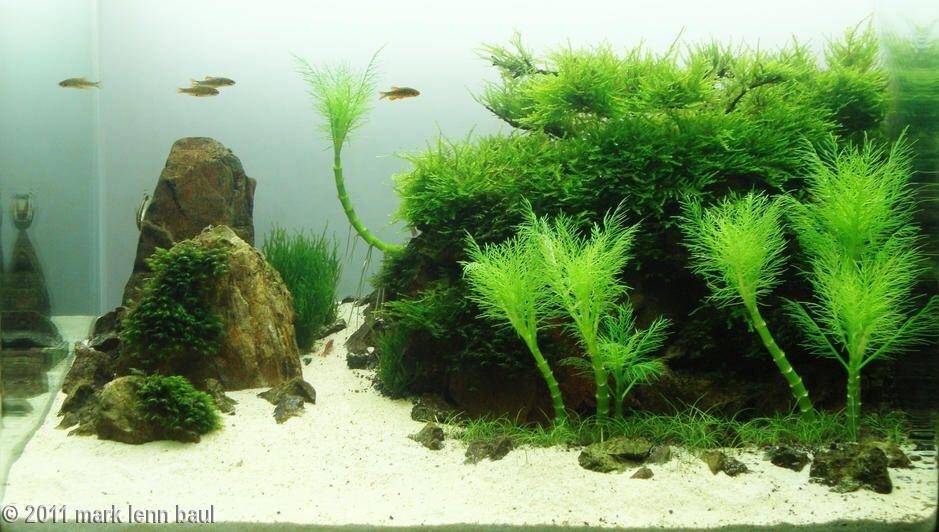 Aquatic Fragrant Willow (7 Branches)