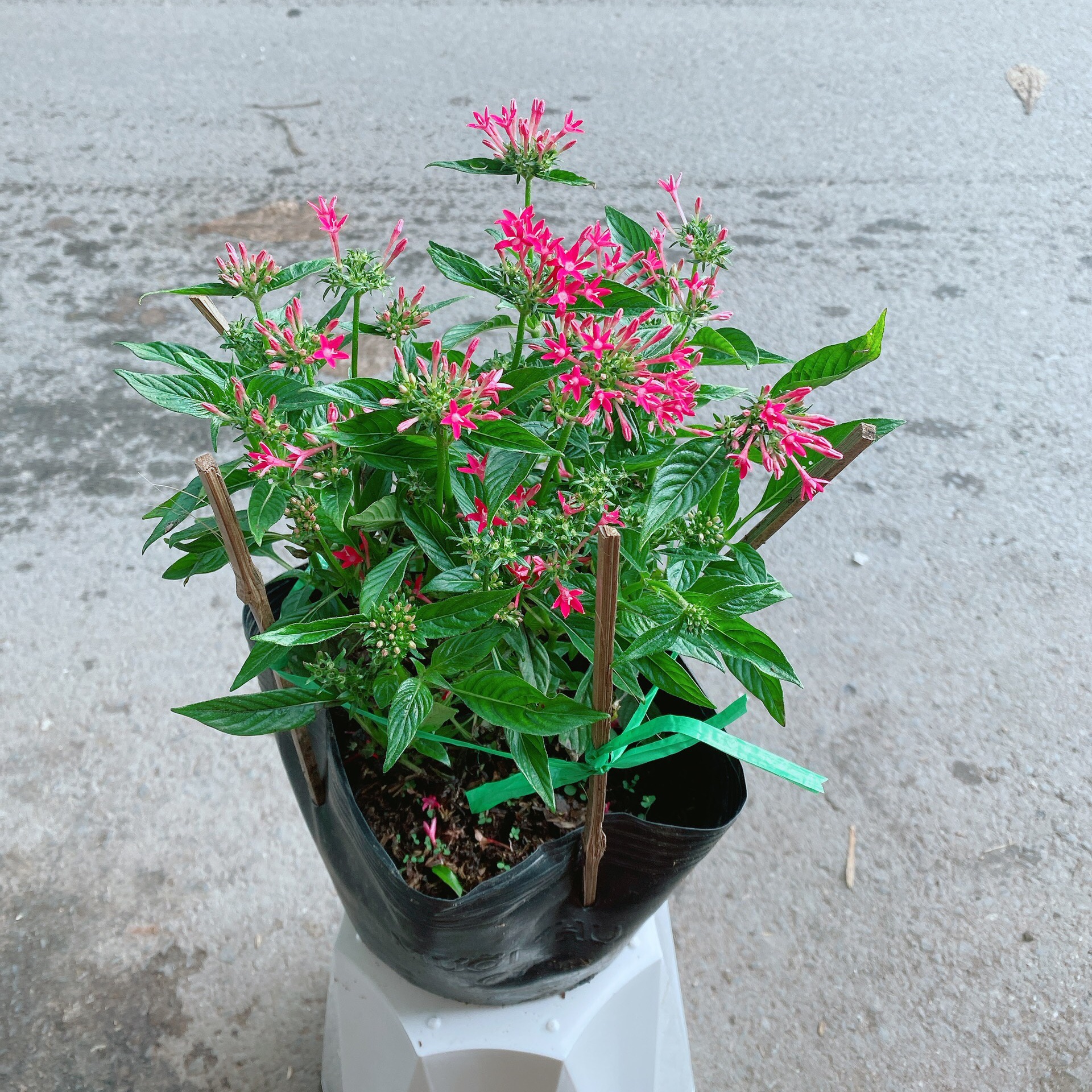 Cây Hoa Diễm Châu