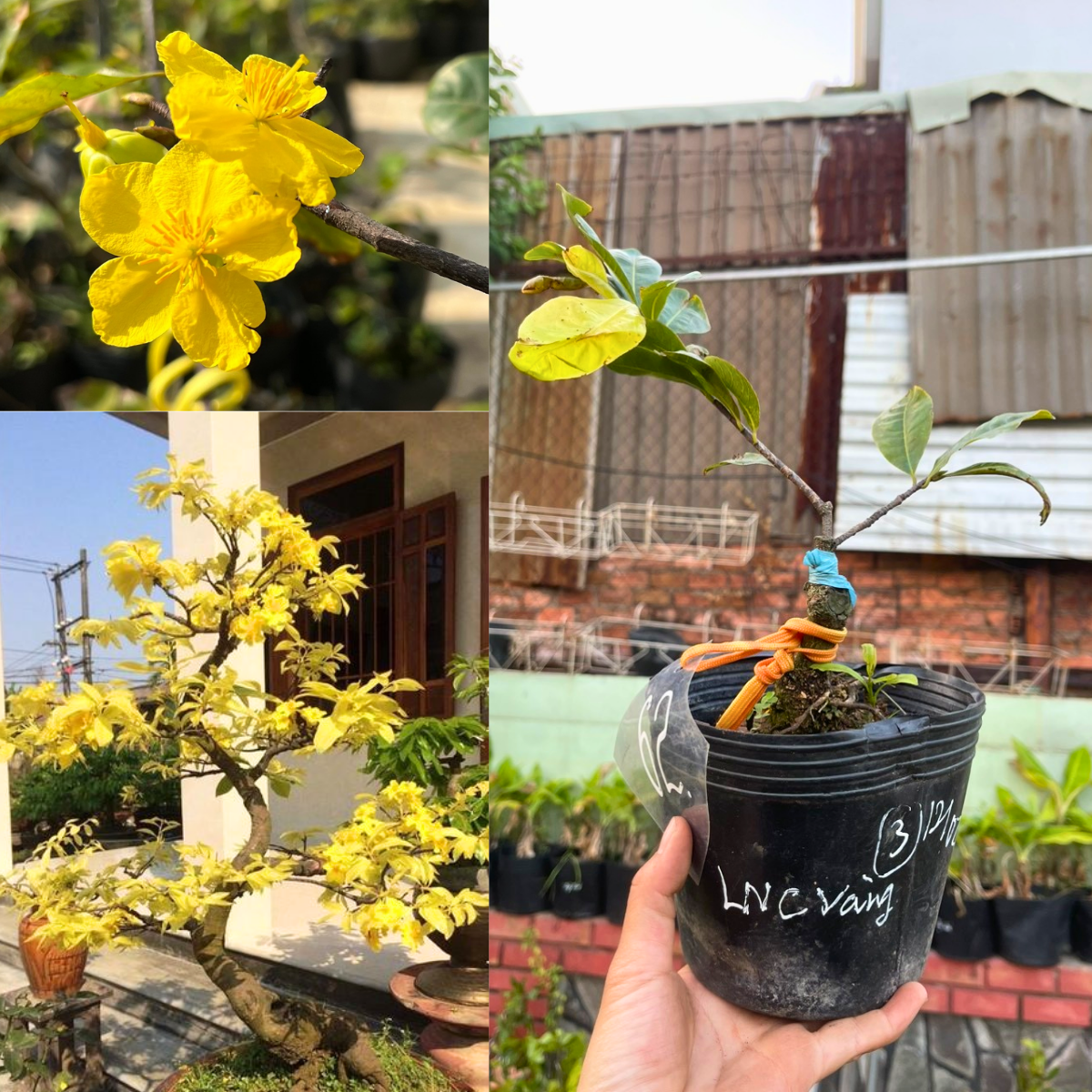 Cây Mai Lá Ngọc Cành Vàng chuẩn giống, gốc ổn định