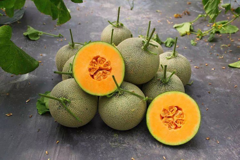 Hạt giống dưa lưới da xanh - ( Gói 10 hạt Tặng gói kích thích hạt nảy mầm )