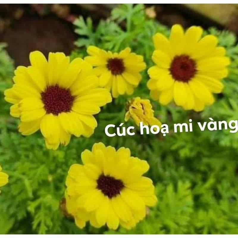 Cúc họa mi thân gỗ combo 5 cây 2 màu 100k
