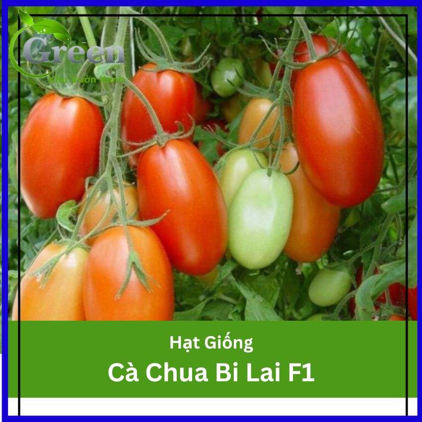 Hạt Giống Cà Chua Bi Lai F1 Trái Dài Chịu Nhiệt Tốt (~ 110 Hạt)