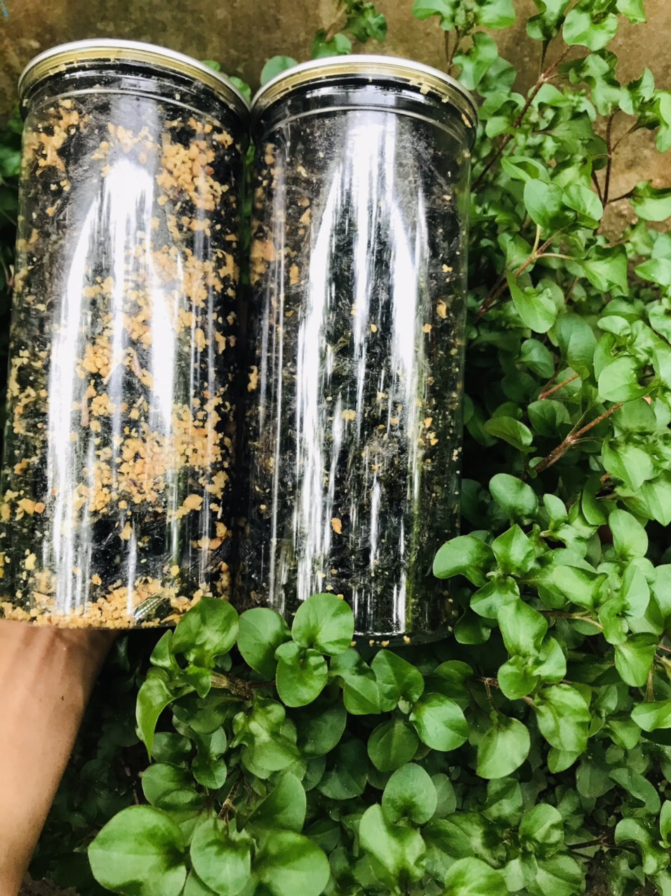 rong biển cháy tỏi 200gr