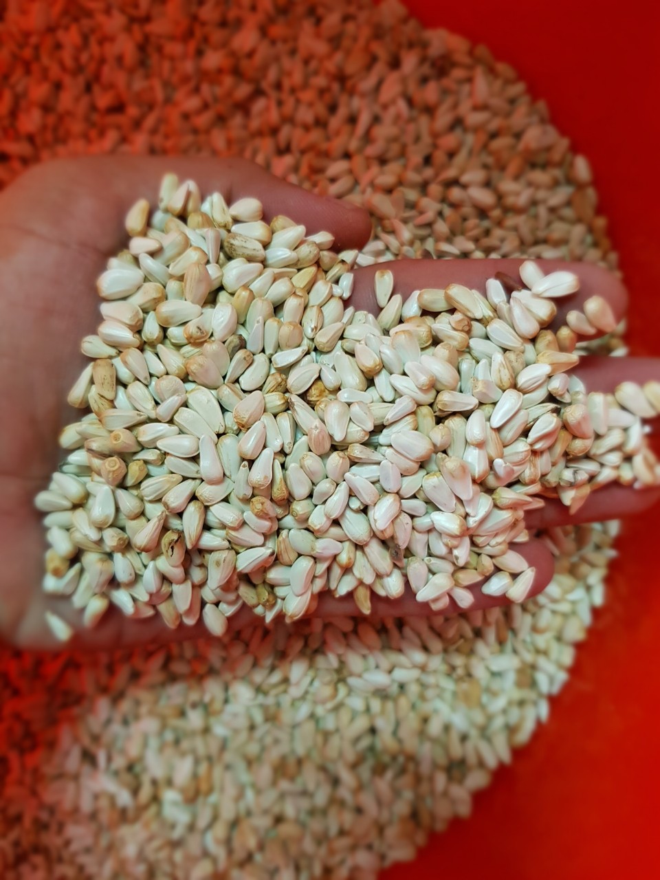 Hạt Kham gói 500gr - 1kg