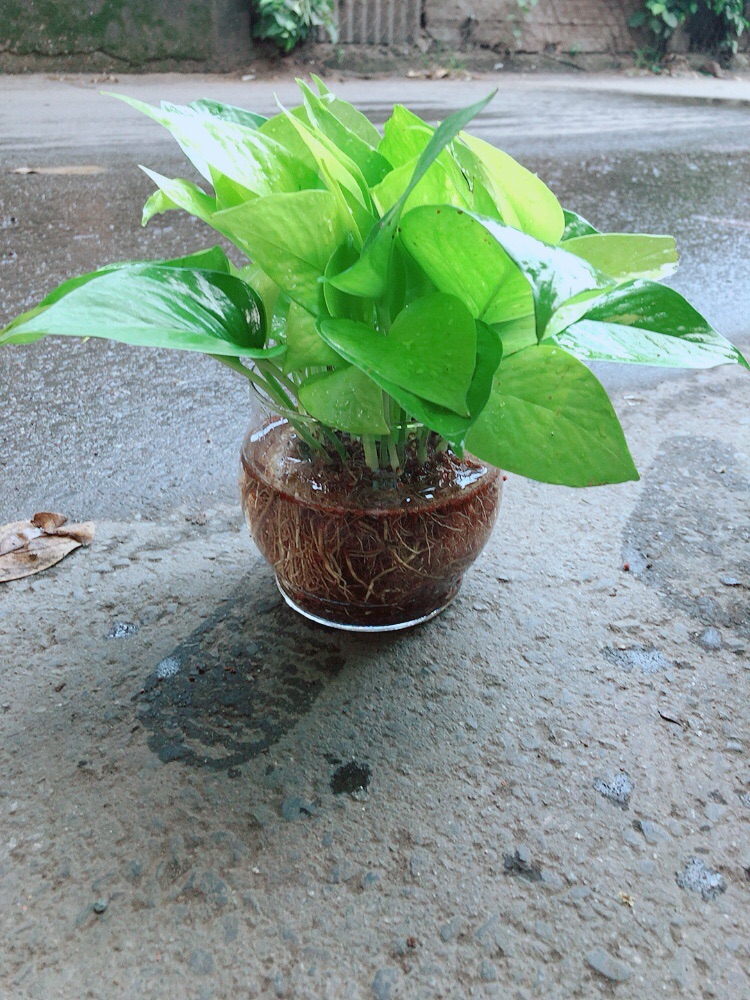 Trầu Bà Thái Vàng Thuỷ Sinh