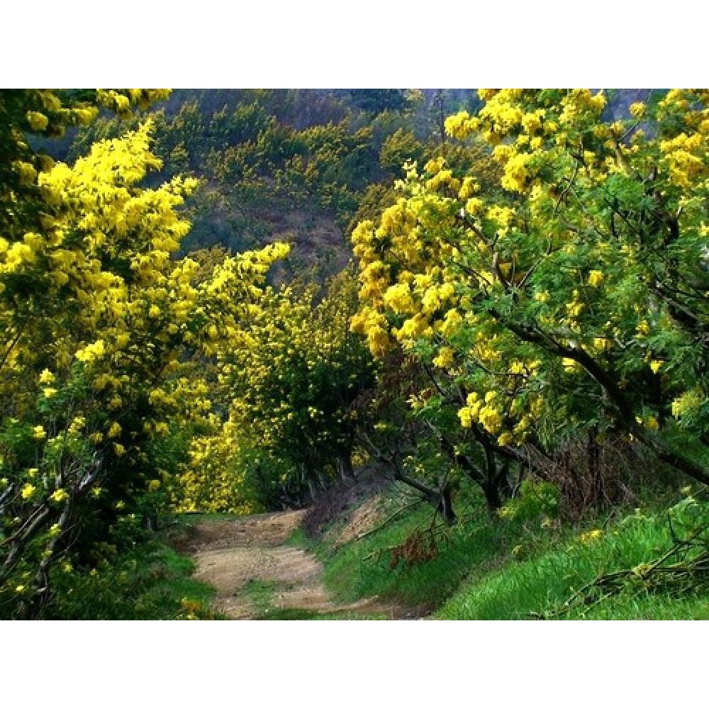 Gói 5 hạt giống cây Mimosa