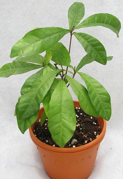 cây thần kỳ 30cm