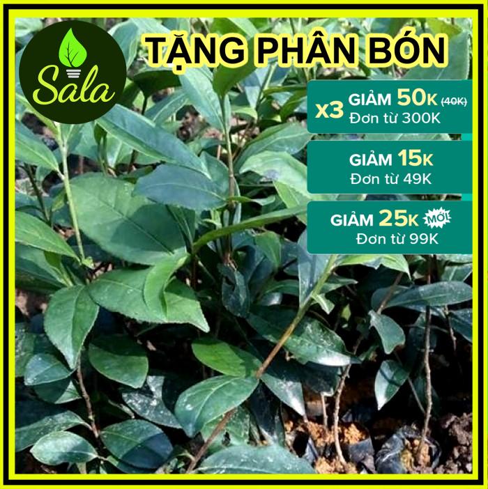CÂY TRÀ XANH - CÂY CHÈ XANH