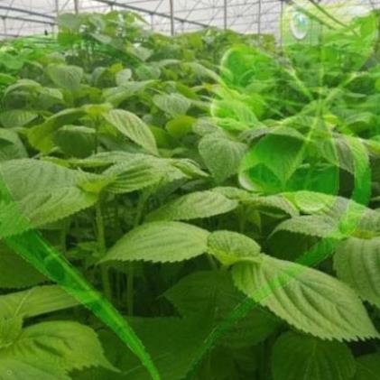 Hạt giống rau thơm mè Hàn Quốc - Gói 1g