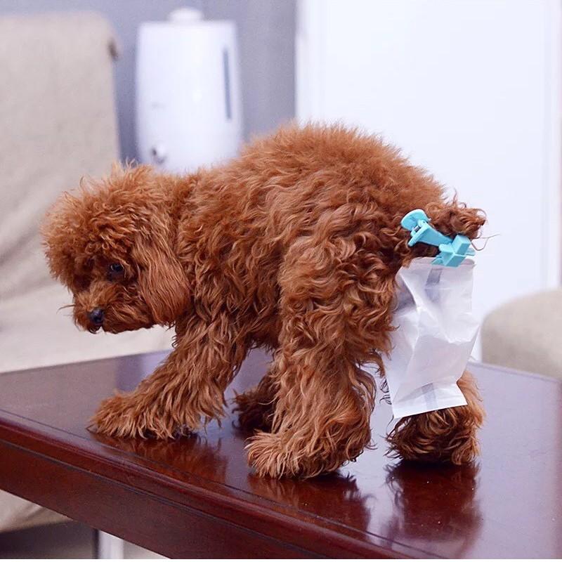 [HCM]Dụng cụ kẹp phân (Có túi) cho cún