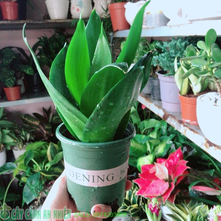 Lưỡi hổ thái