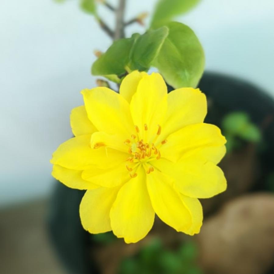 Cây giống Mai Huỳnh Tỷ