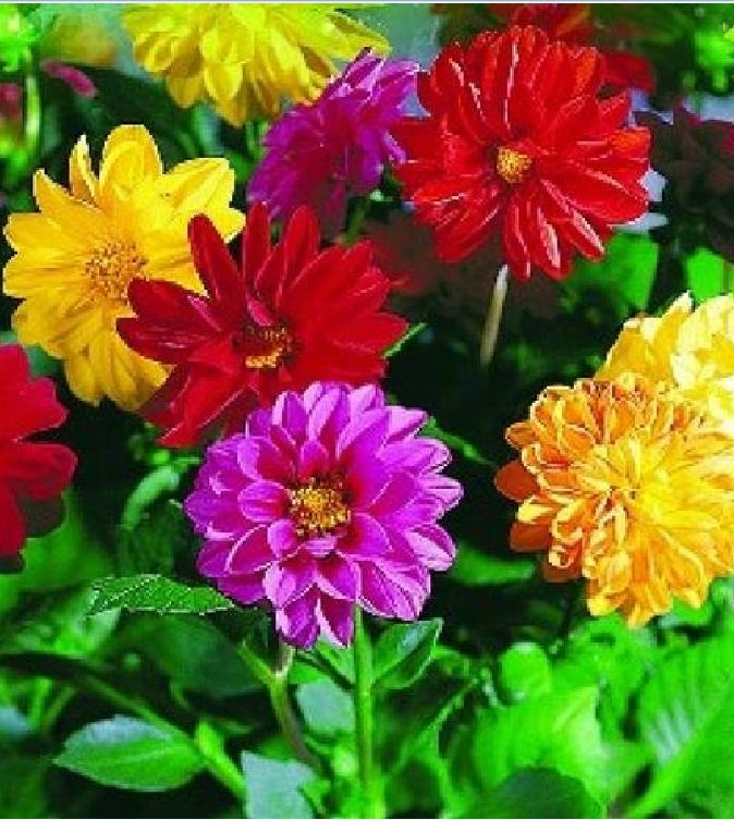 Hạt giống hoa Thược Dược mix màu - gói  50 hạt