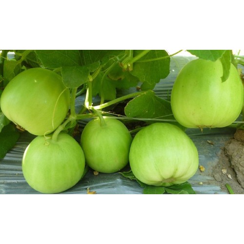 Super Sweet Melon Seeds - Pack of 20 Seeds