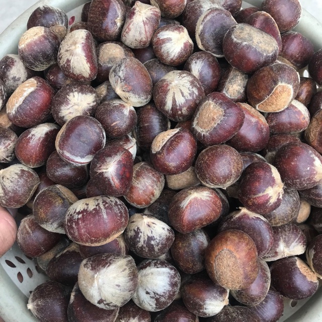 1kg hạt dẻ nếp tươi sapa ( hạt to)