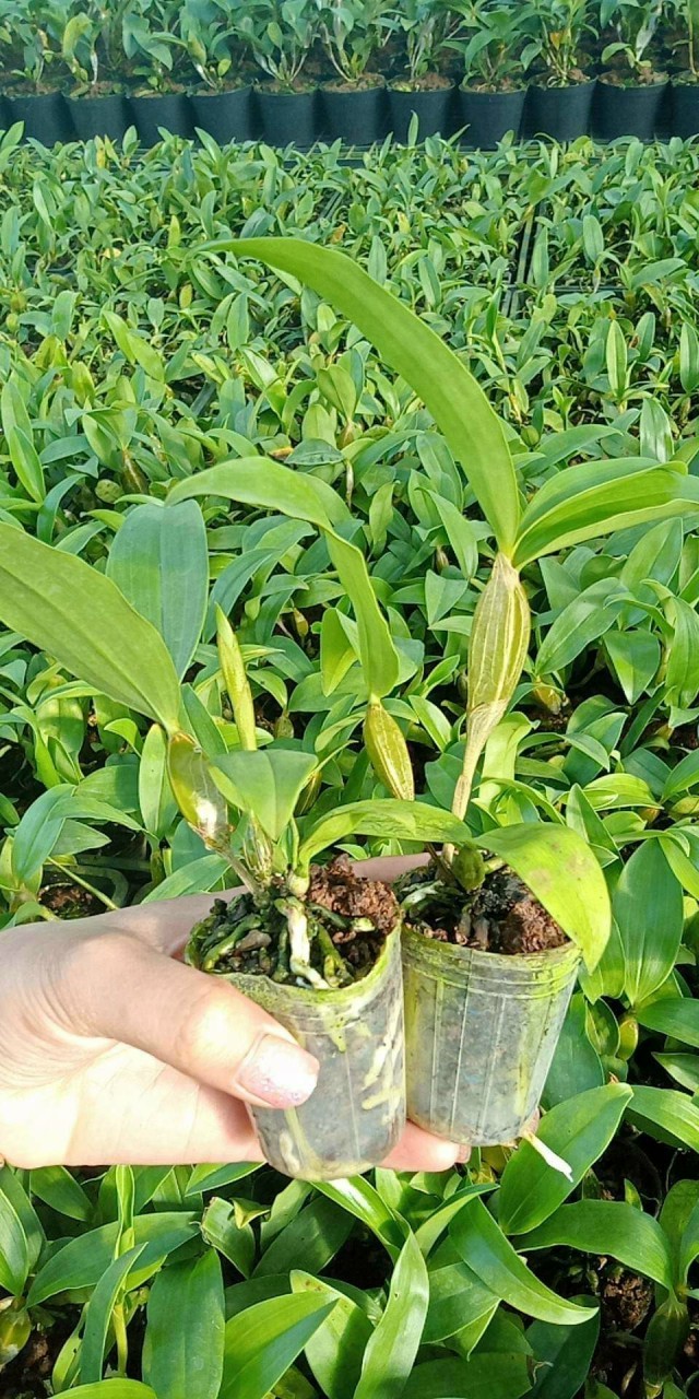 Hoa lan Kiều mỡ gà hoa thơm, cây giống nhỏ (hoa lan thủy tiên vàng)