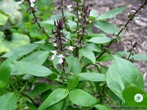 10Gr Hạt Giống Húng Quế (A5.303| G13*X43*M160)