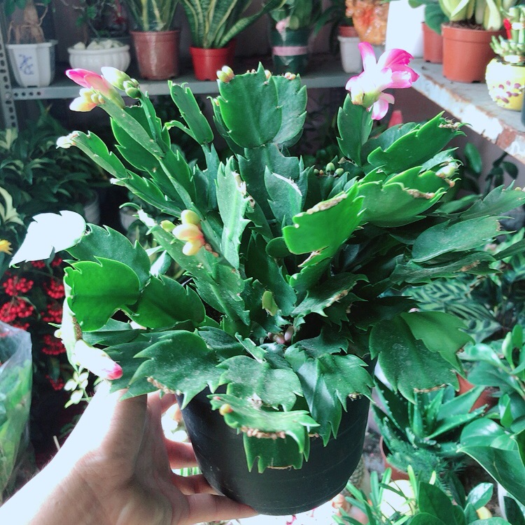 Hoa càng cua