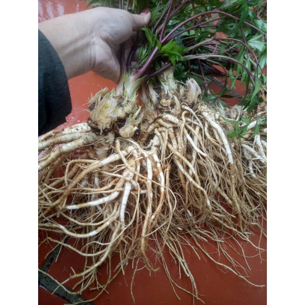Sâm đương quy tươi 150k/2kg