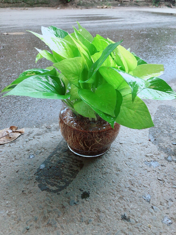 Trầu Bà Thái Vàng Thuỷ Sinh