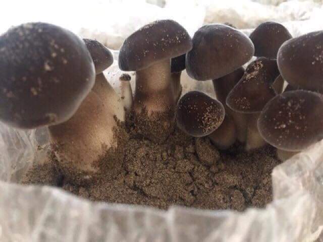 Phôi nấm mối đen 🍄🍄🍄