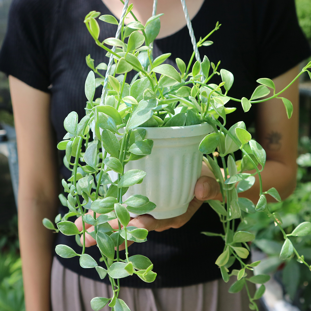 Cây lan hạt dưa | Lan đô la chậu treo cực xinh