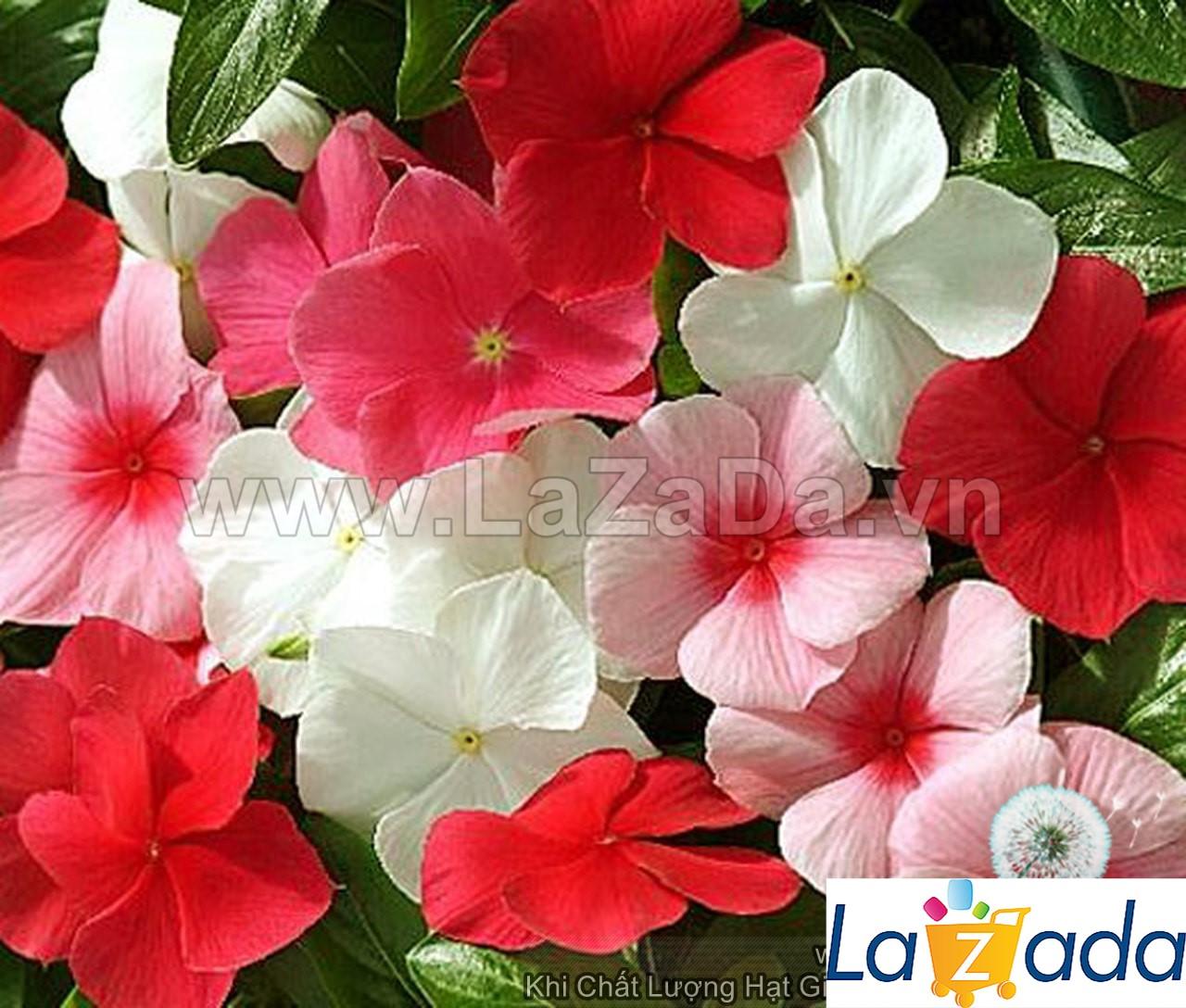 50h Hạt Giống Hoa Dừa Cạn Lùn Mix Màu (C2.302| -KD: B6*V24*M225)