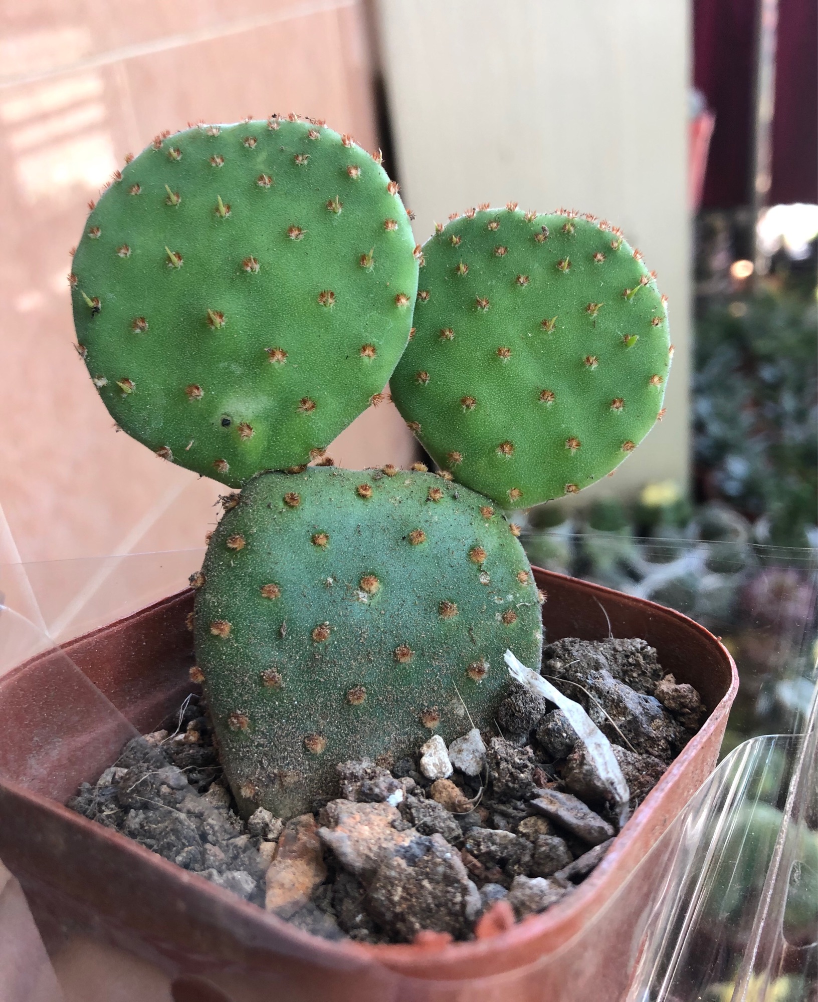 Xương rồng mickey