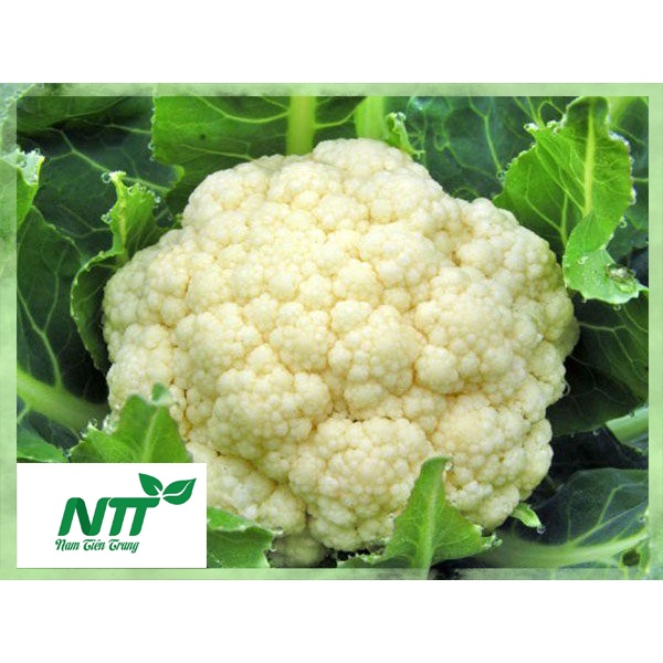 Hạt giống Súp Lơ Thuận Nông >90% 1g hạt giống rau Trồng rau hàng chính hãng