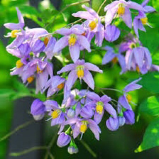 Cây hoa dây tiêu nương