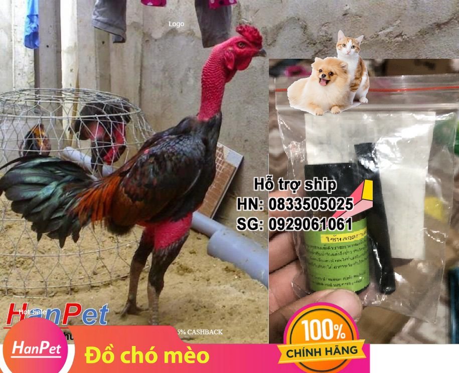 Hanpet - Nấm họng gà chọi, dạng bột Thu. ốc chữa sưng cổ đau họng gà đá, dạng