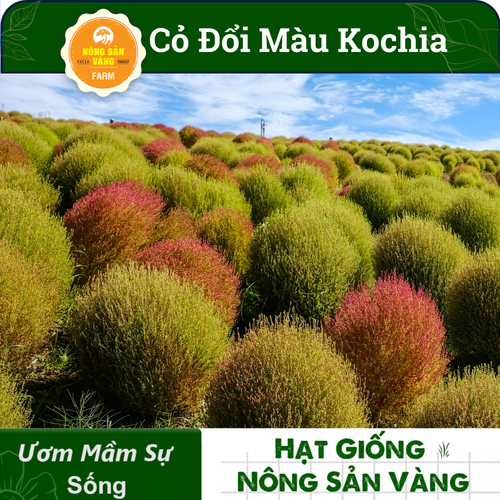 Grass seed Đổi color kochia (pack 100 seeds)