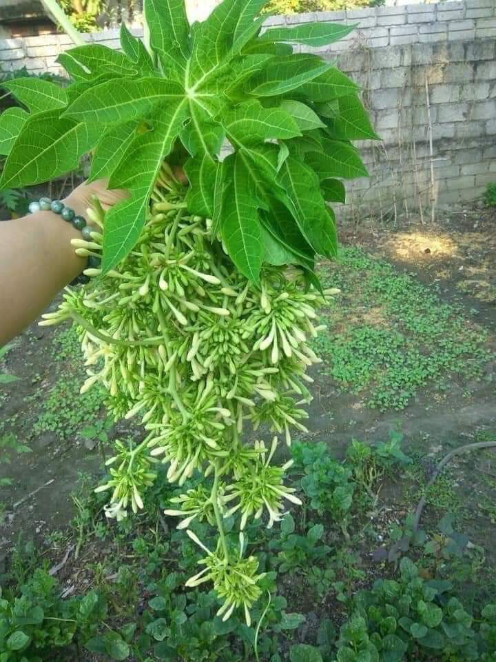 Hoa đu đủ đực khô 1kg