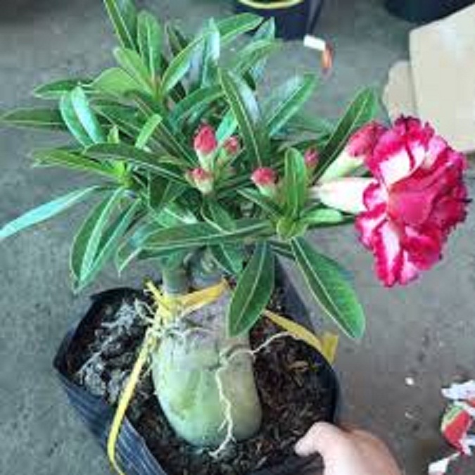 CÂY HOA SỨ THÁI CÁNH KÉP " KIM LÂN " - BẢO HÀNH MẶT HOA KÉP Y ẢNH