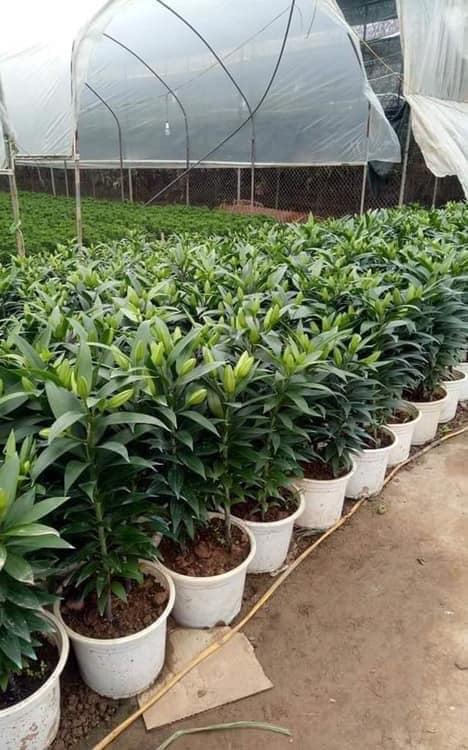 HOA LY LÙN THƠM CHUẨN HÀ LAN-củ giống
