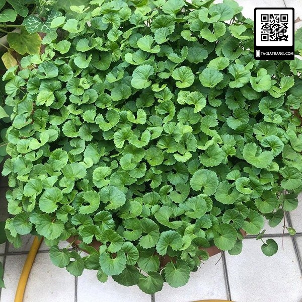 Hạt giống rau má ta