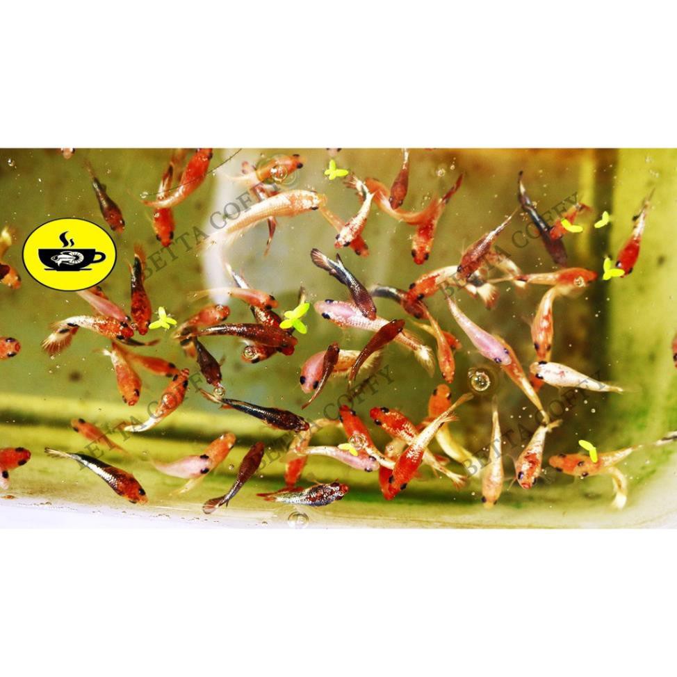 Cám Beco 1 - Thức ăn cá con 🐣 Gói nhỏ