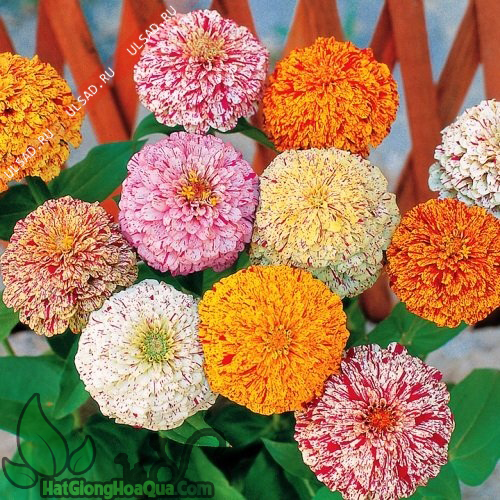 Hạt giống hoa cúc lá nhám mix - Gói 50 hạt