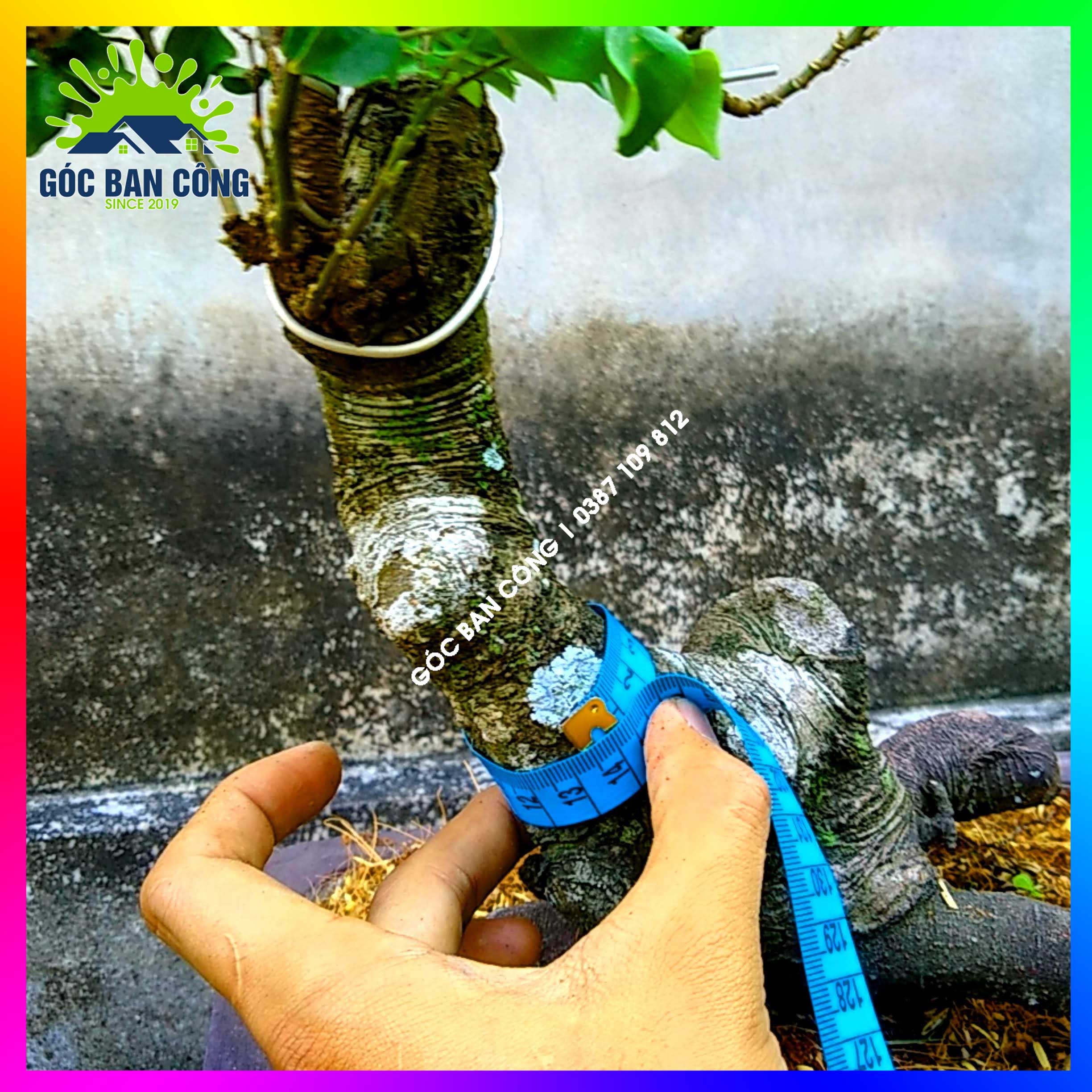 Cây Khế Bonsai Mini Gốc Quái - KBS21