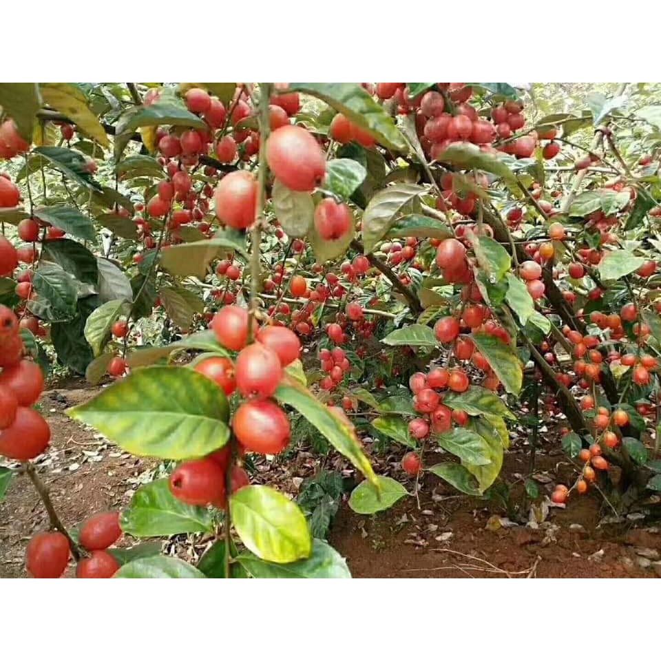 CÂY NHÓT NGỌT MỸ