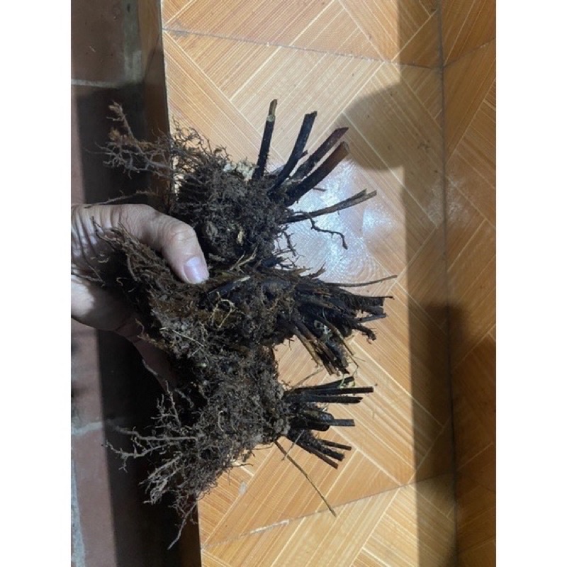 Dương xỉ thân gỗ nhỏ gốc đã dâm ủ