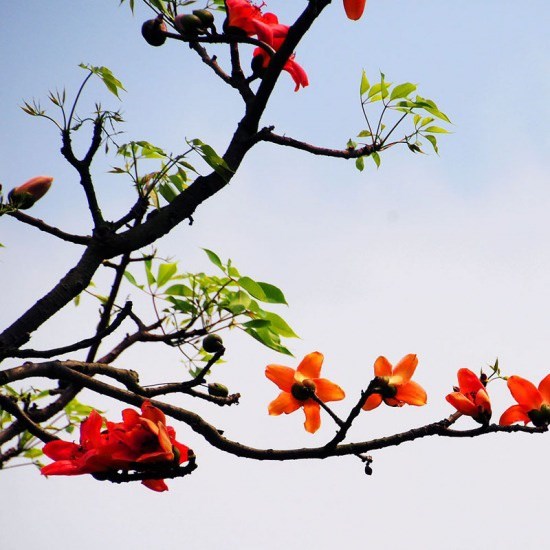 Cây giống Hoa Mỹ Nhân(hoa gạo)