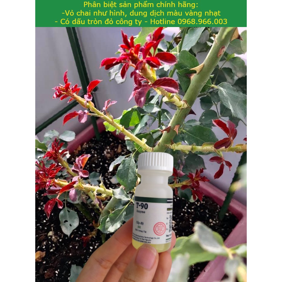 {Chính Hãng } Kích mầm T90, kích cho cây mai vàng, phong lan, hoa hồng, cây bonsai cam kết hiệu quả 100%