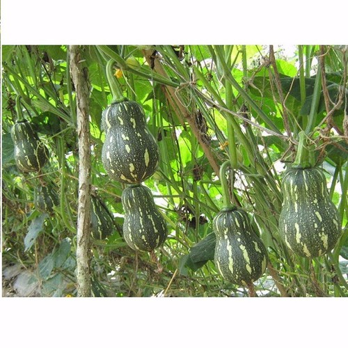 Hạt giống Bí ngô mật(Bí đỏ quả dài)