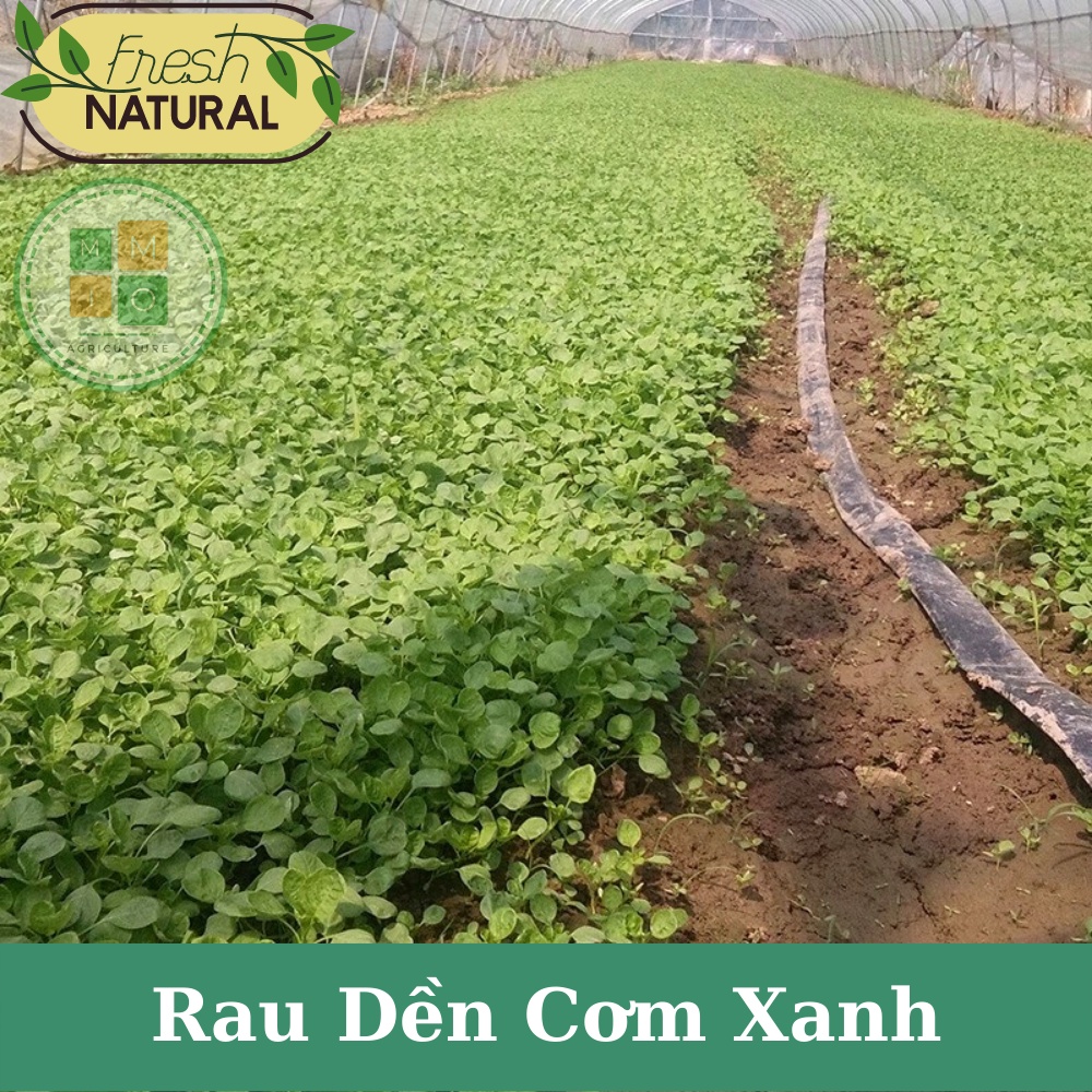 Hạt giống rau dền cơm xanh