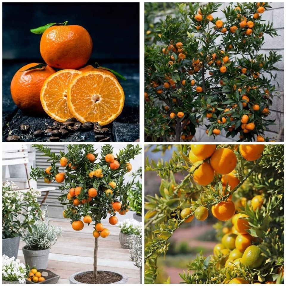 2 CÂY GIỐNG QUÝT THÁI SIÊU SỚM