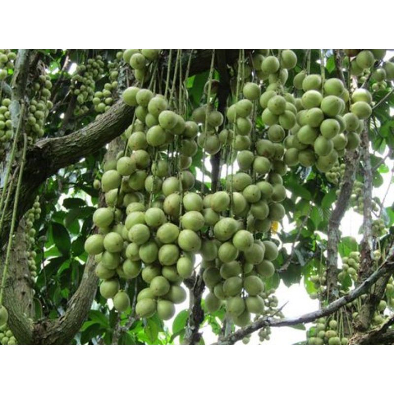 Cây giống dâu da xanh