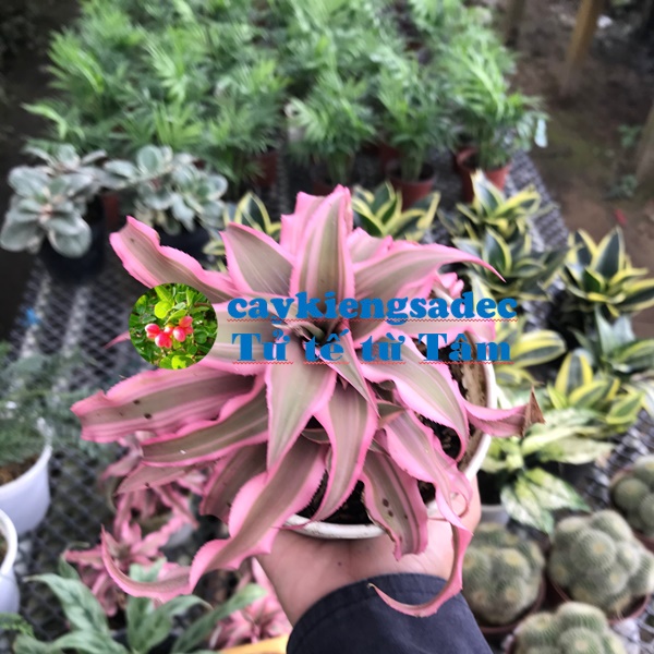 caykiengsadec - Dứa tiểu phụng + tặng phân bón cho cây